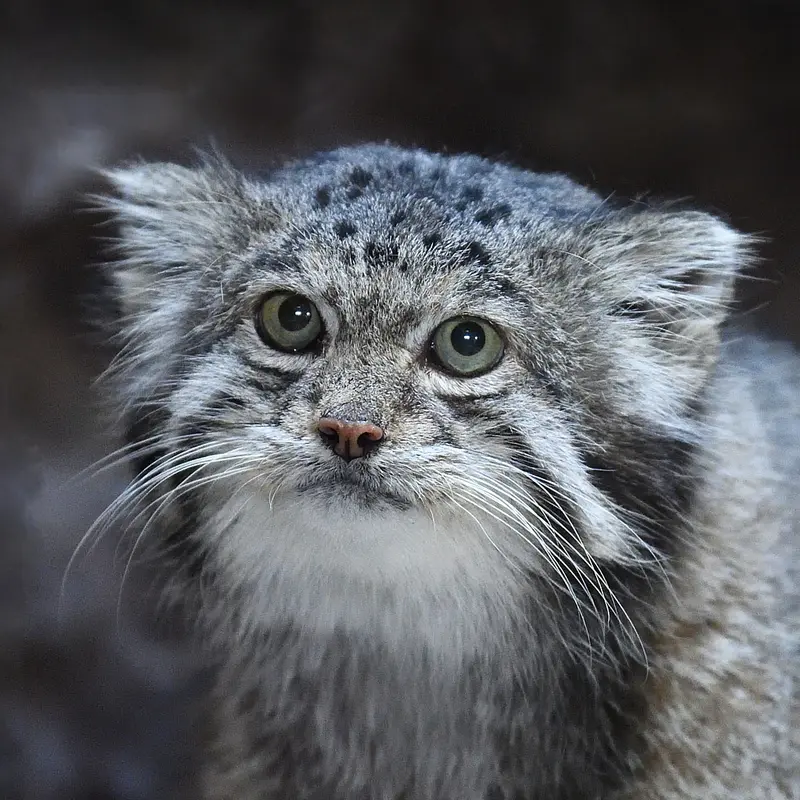 Klyon the Pallas's cat from Ueno Zoological Gardens