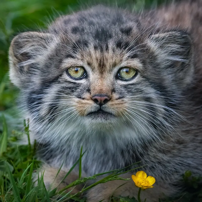A photograph of a Pallas's cat in Port Lympne Wild Animal Park