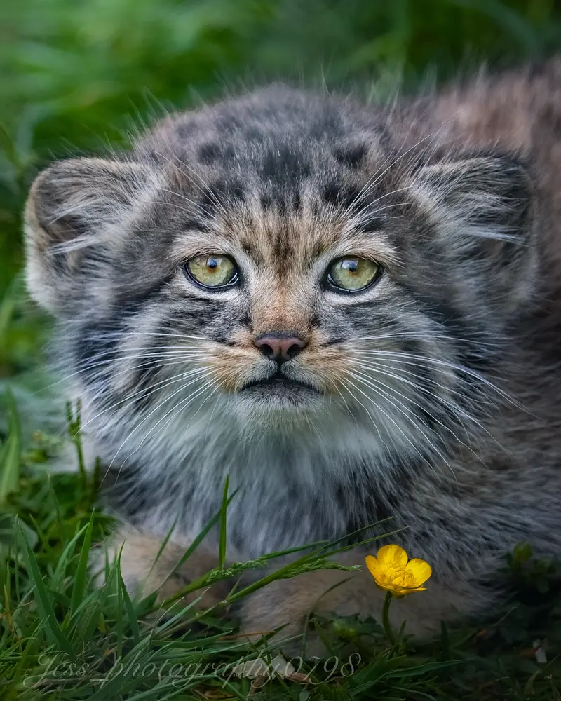 A photograph of a Pallas's cat in Port Lympne Wild Animal Park