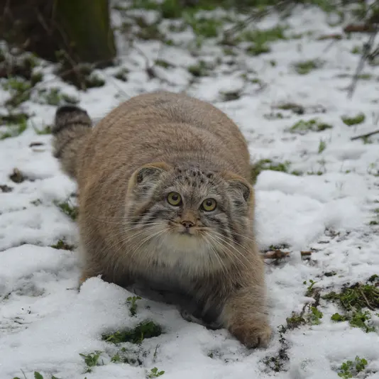 A photograph of Lucy in Budapest Zoo &amp; Botanical Garden