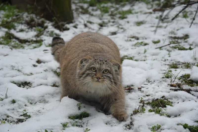 A photograph of Lucy in Budapest Zoo &amp; Botanical Garden