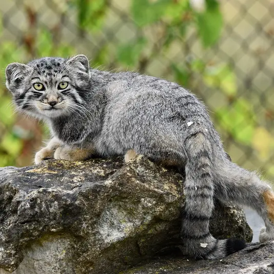 A photograph of Kitten of Namuu b. 2025 Ⅴ in Port Lympne Wild Animal Park