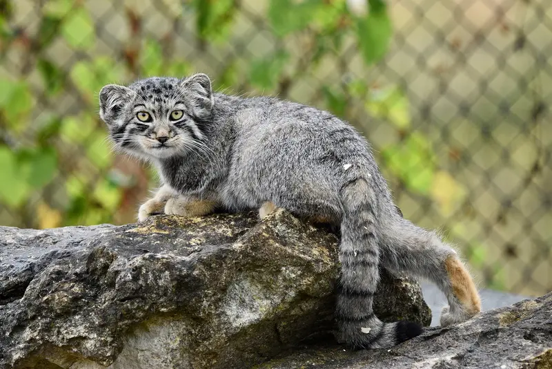 A photograph of Kitten of Namuu b. 2025 Ⅴ in Port Lympne Wild Animal Park