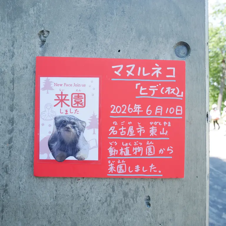A photograph of Hide in Asahiyama Zoo