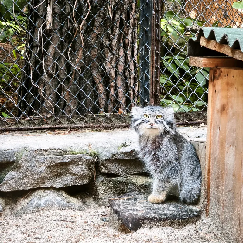 A photograph of Ruf in Novosibirsk Zoo