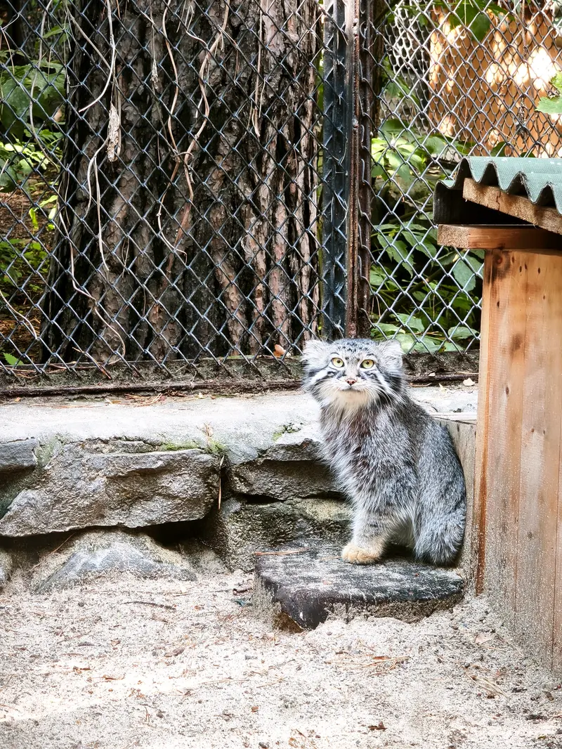 A photograph of Ruf in Novosibirsk Zoo