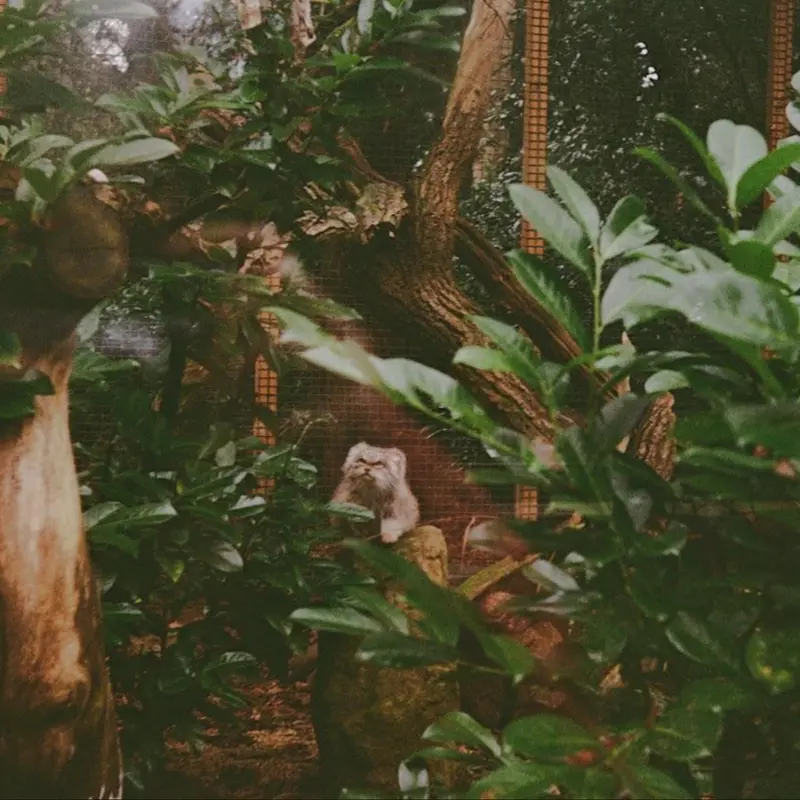 A photograph of Penelope in Cotswold Wildlife Park and Gardens