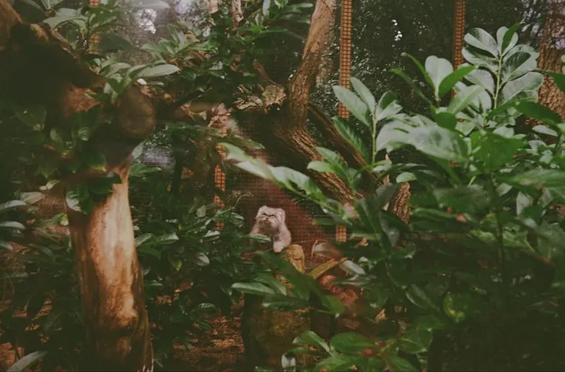 A photograph of Penelope in Cotswold Wildlife Park and Gardens