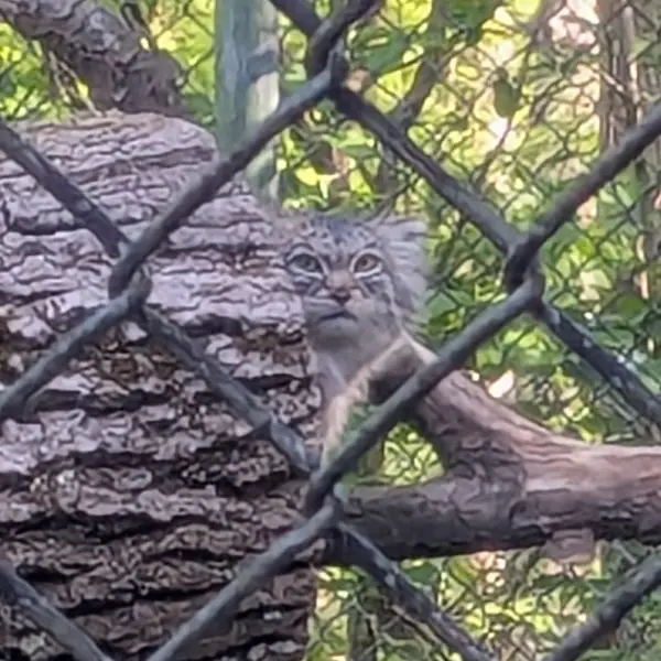 A photograph of Pluschi in Hellabrunn zoo