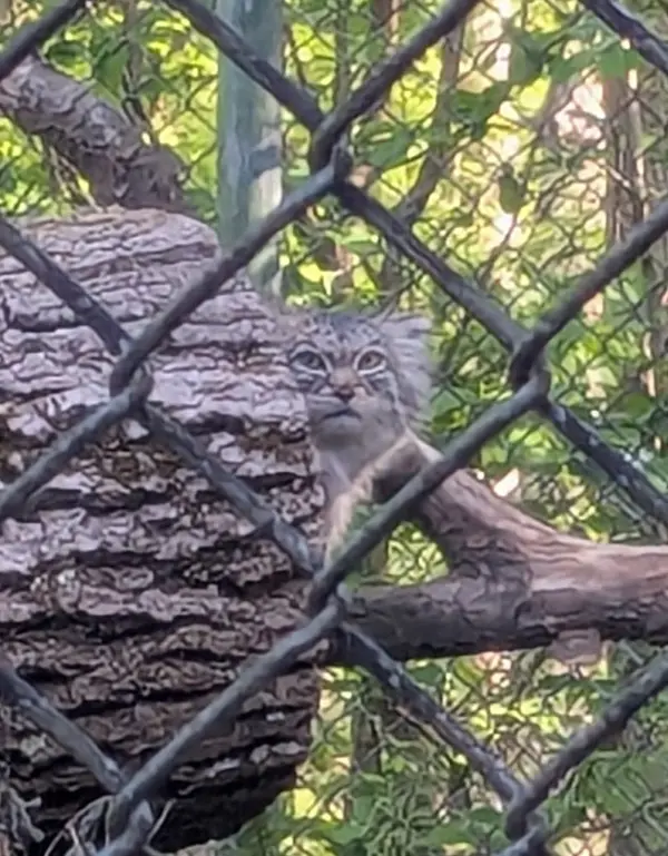 A photograph of Pluschi in Hellabrunn zoo