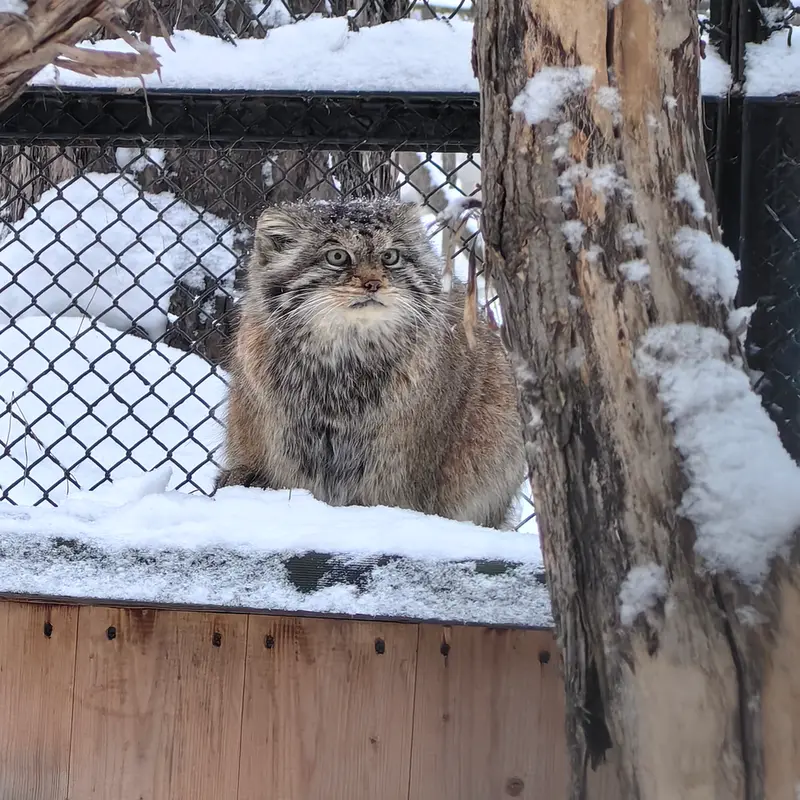 A photograph of Lastochka in Novosibirsk Zoo