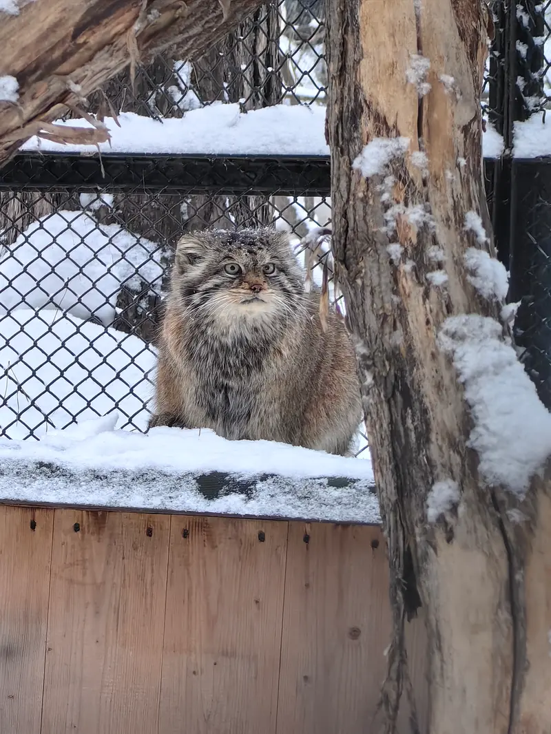 A photograph of Lastochka in Novosibirsk Zoo