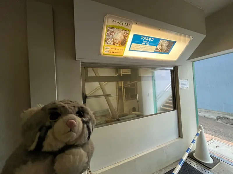 A photograph of a Pallas's cat in Nogeyama Zoo