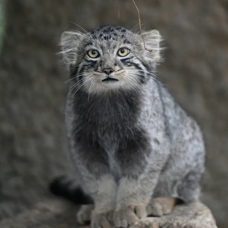 A photograph of Komorebi in Kobe Animal Kingdom