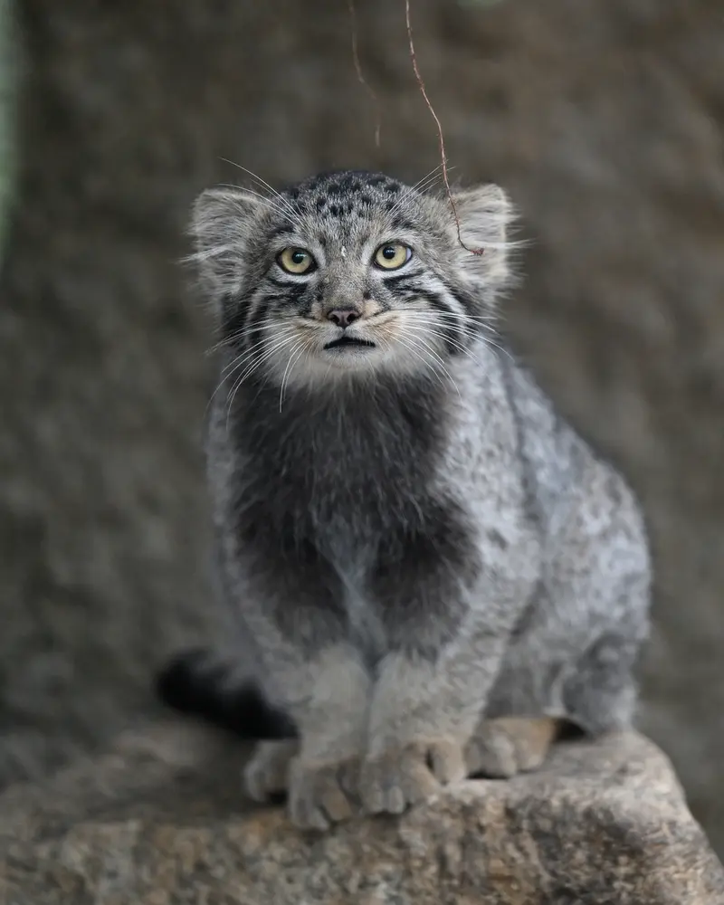 A photograph of Komorebi in Kobe Animal Kingdom