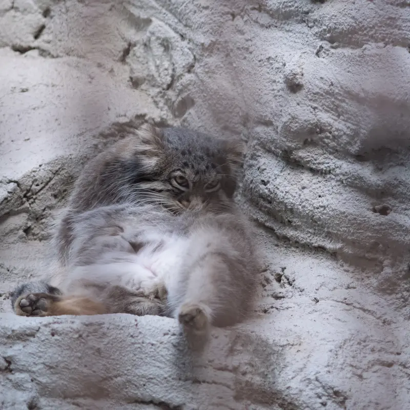 A photograph of Figa in Nogeyama Zoo