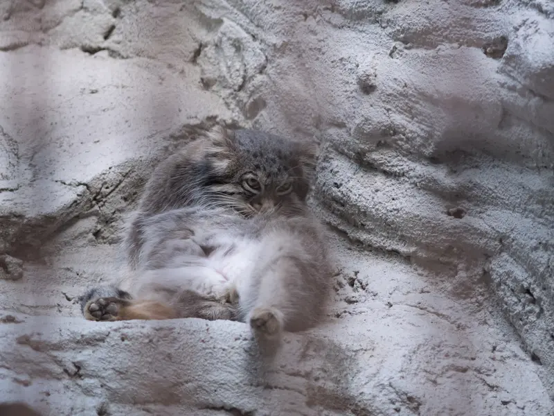 A photograph of Figa in Nogeyama Zoo