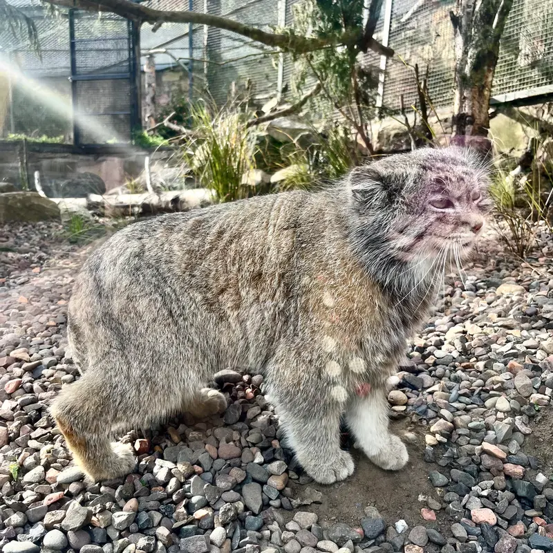 A photograph of Akiko in Edinburgh Zoo