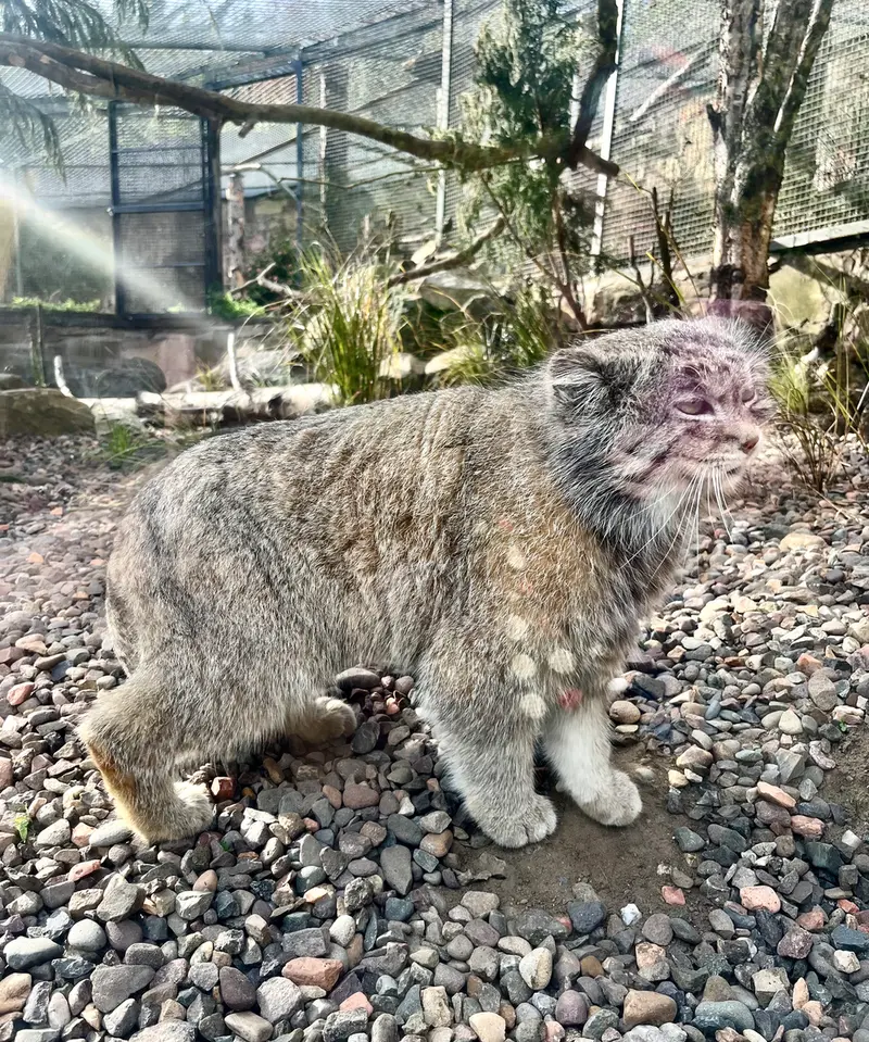 A photograph of Akiko in Edinburgh Zoo