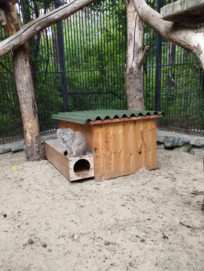 A photograph of a Pallas's cat in Novosibirsk Zoo