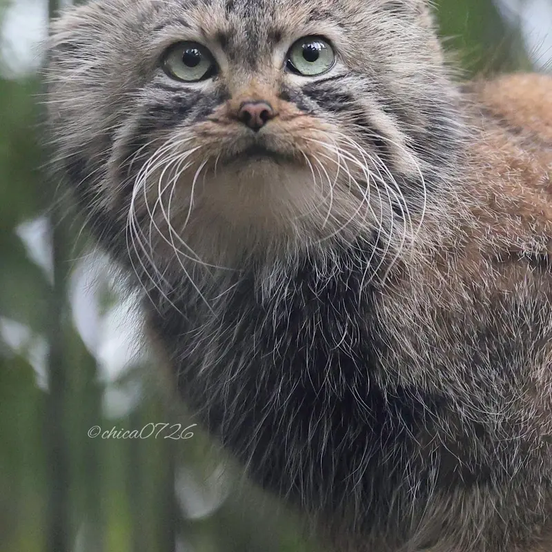 A photograph of Gabi in Novosibirsk Zoo