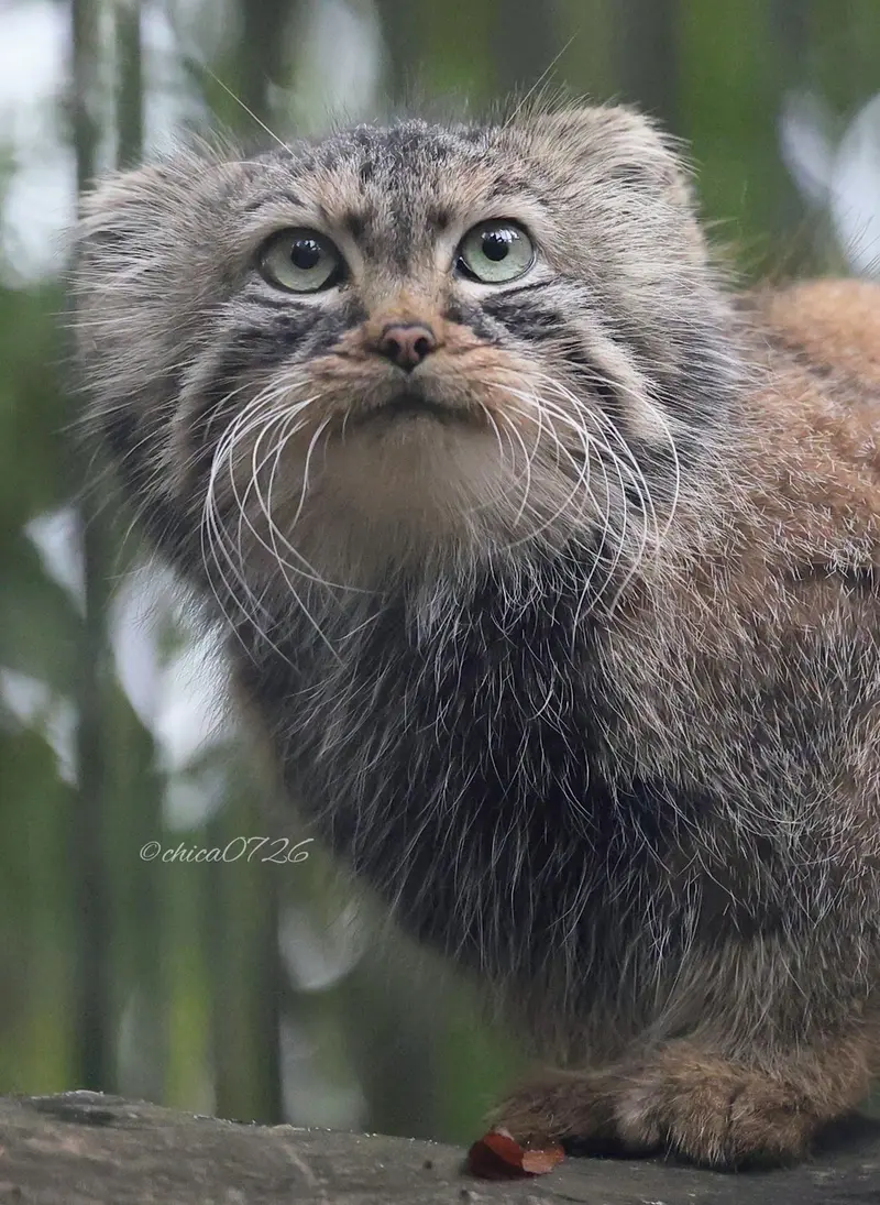 A photograph of Gabi in Novosibirsk Zoo