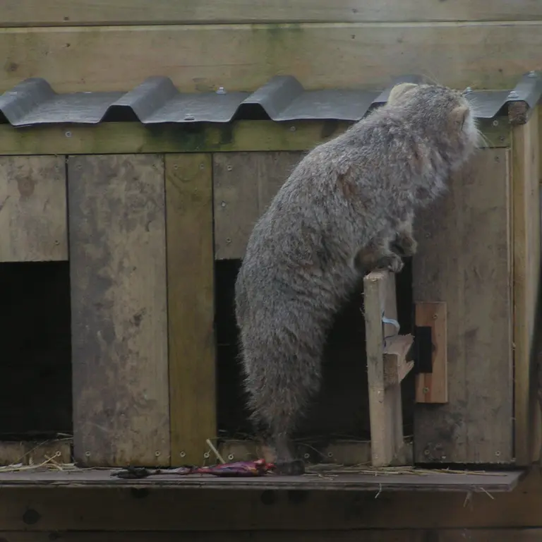 A photograph of Altai in The Lakeland Wildlife Oasis