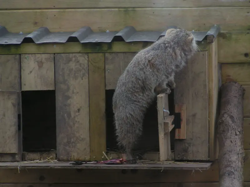 A photograph of Altai in The Lakeland Wildlife Oasis