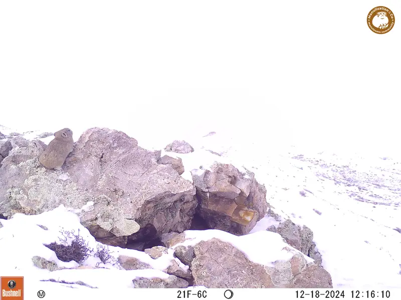 A photograph of Pika from Besshoky 1 camera trap