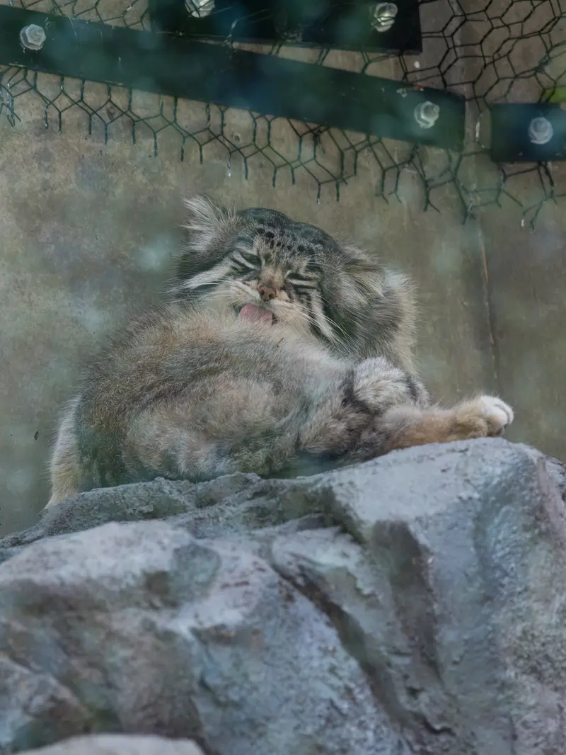 A photograph of Grusha in Asahiyama Zoo