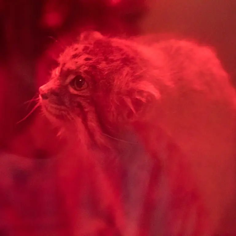 A photograph of Naim in Ueno Zoological Gardens