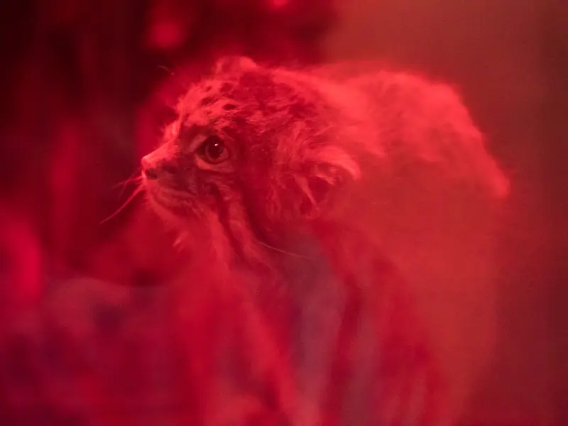 A photograph of Naim in Ueno Zoological Gardens