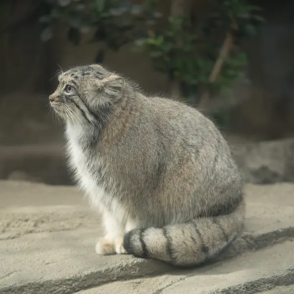 A photograph of Az in Kobe Animal Kingdom