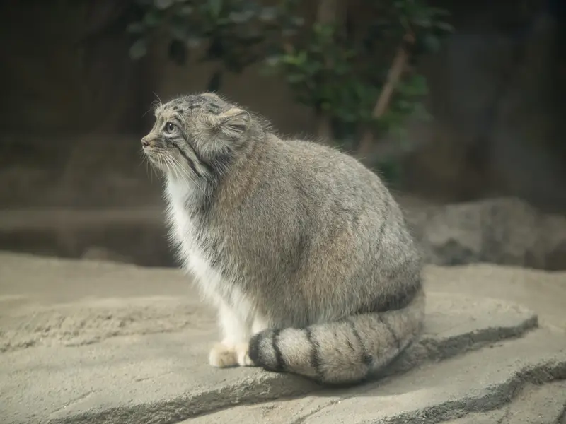 A photograph of Az in Kobe Animal Kingdom