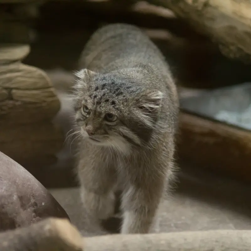 A photograph of Klyon in Ueno Zoological Gardens