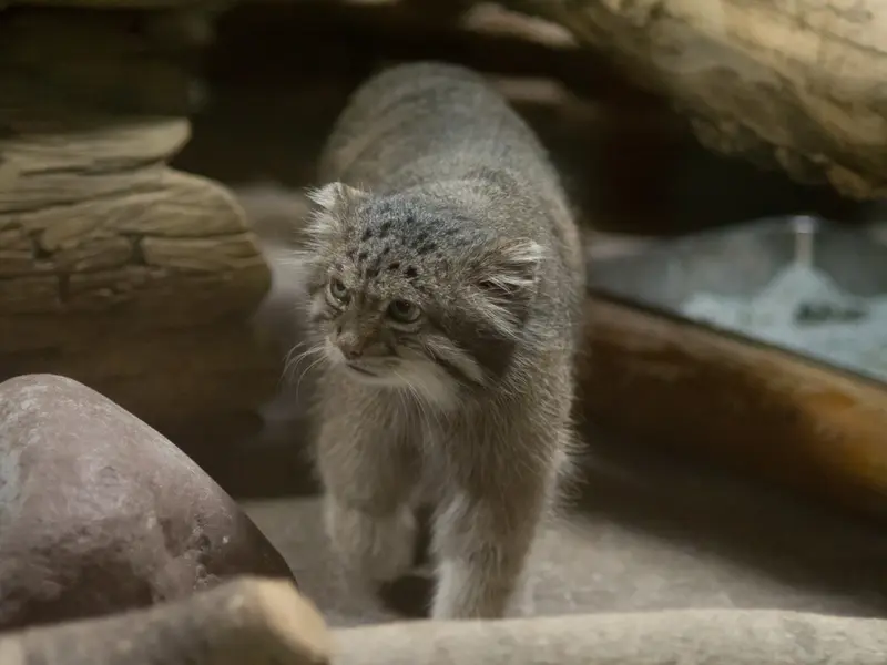 A photograph of Klyon in Ueno Zoological Gardens