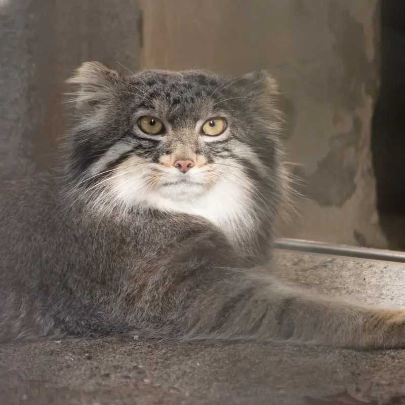 A photograph of Figa in Nogeyama Zoo