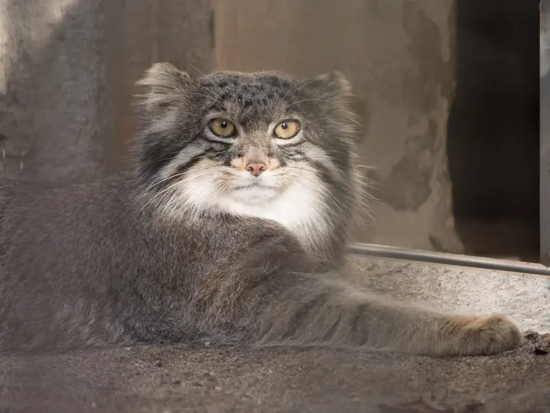 A photograph of Figa in Nogeyama Zoo