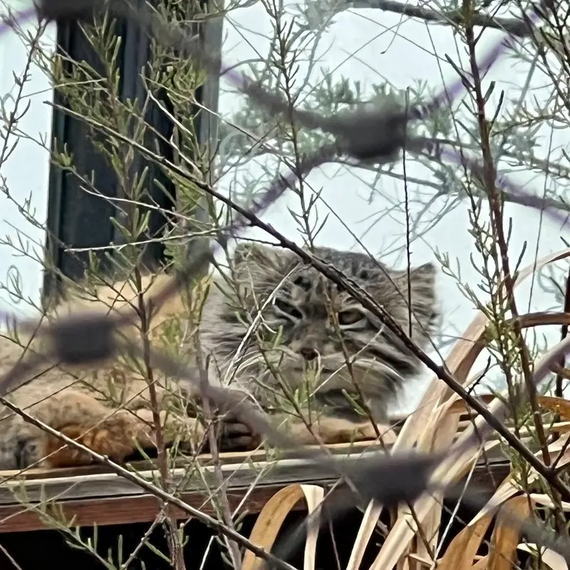 A photograph of Spay in Prague Zoo