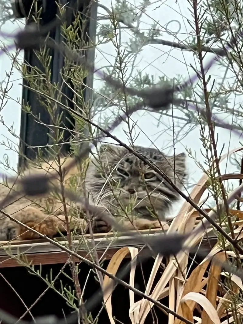 A photograph of Spay in Prague Zoo