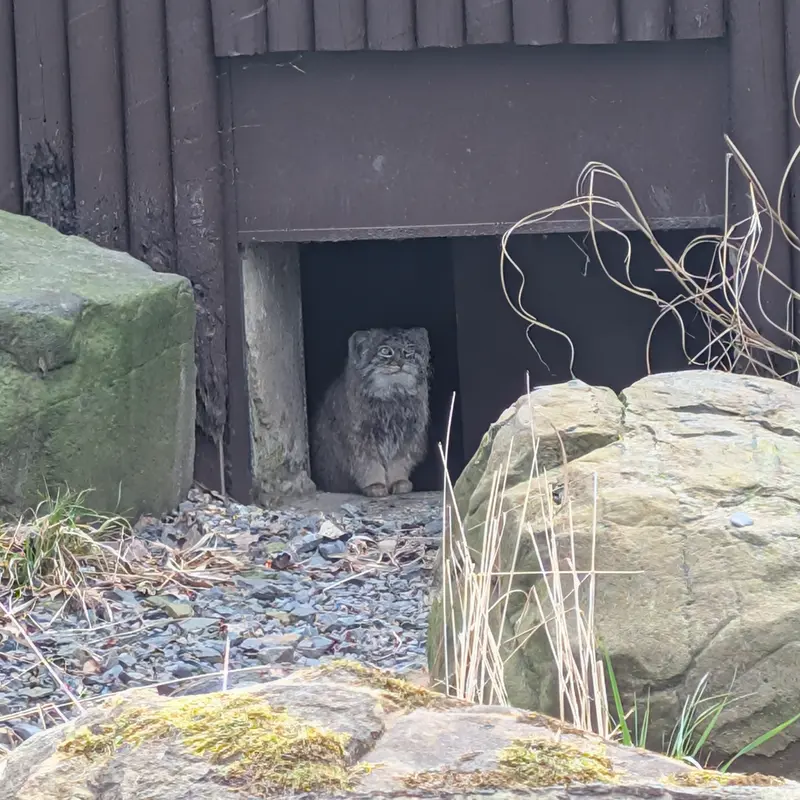 A photograph of Pluton in Ostrava Zoo