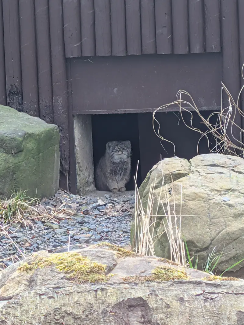 A photograph of Pluton in Ostrava Zoo