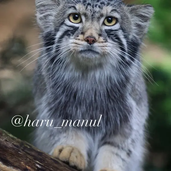 A photograph of Nagomu in Nasu Animal Kingdom