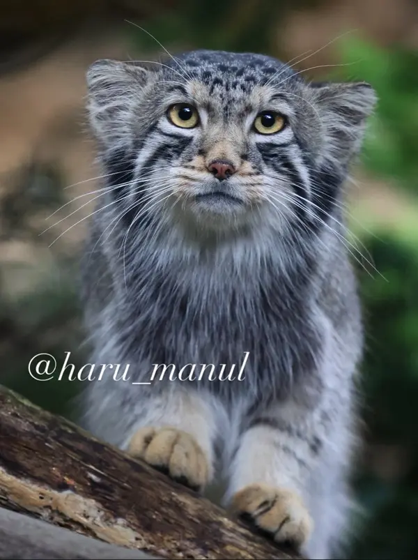 A photograph of Nagomu in Nasu Animal Kingdom
