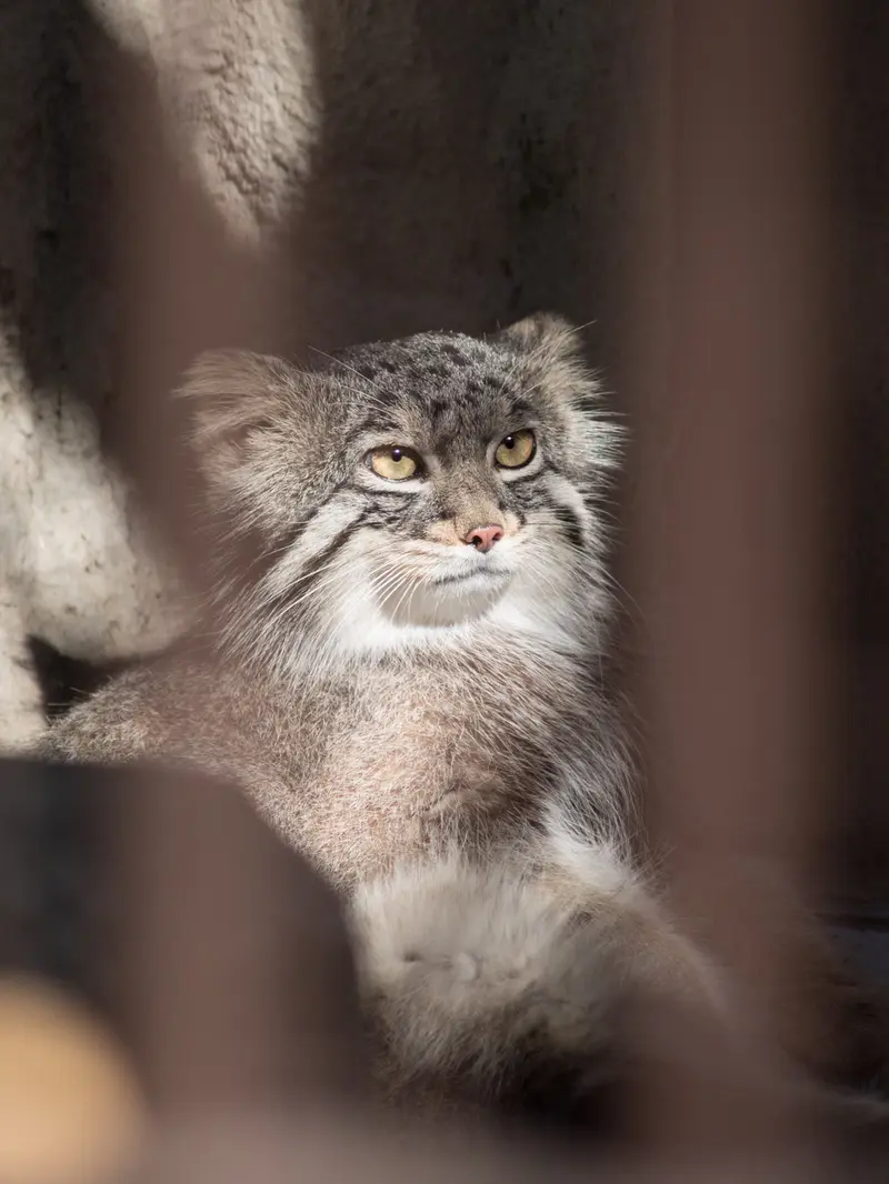 A photograph of Figa in Nogeyama Zoo