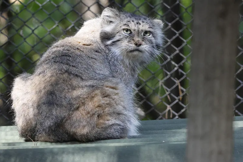 A photograph of Lastochka in Novosibirsk Zoo