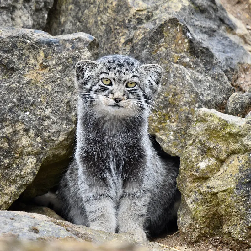 A photograph of Kitten of Namuu b. 2025 Ⅴ in Port Lympne Wild Animal Park