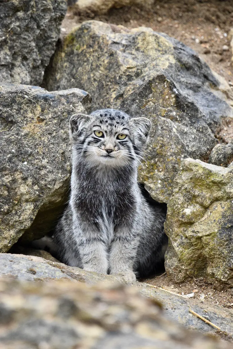 A photograph of Kitten of Namuu b. 2025 Ⅴ in Port Lympne Wild Animal Park