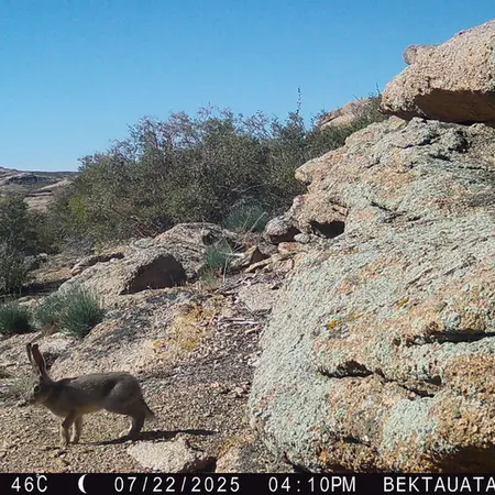 A photograph of European hare from Bektauata 2 camera trap