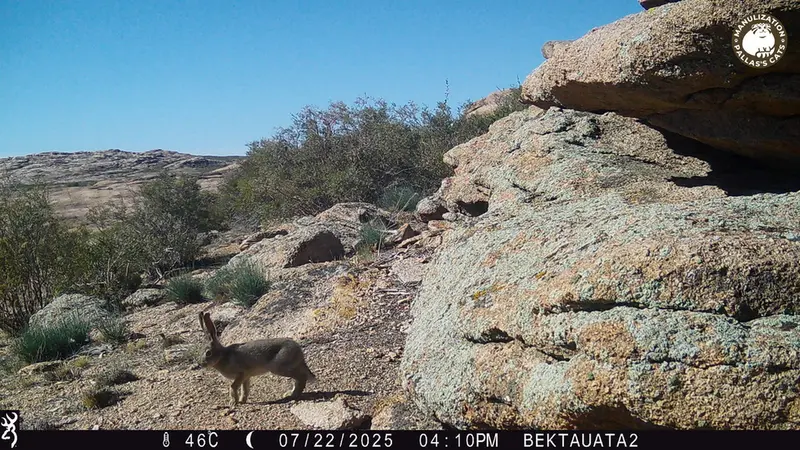 A photograph of European hare from Bektauata 2 camera trap